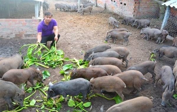 cách làm giàu ở nông thôn