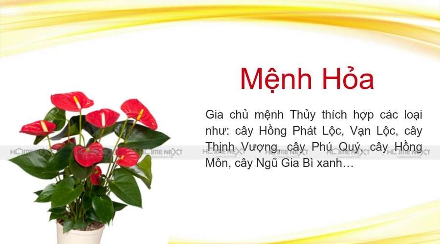 Cây mệnh hỏa