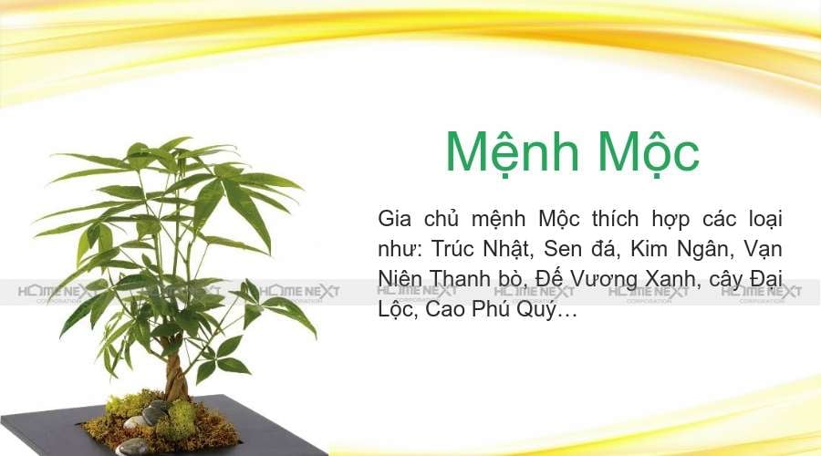 Cây mệnh mộc