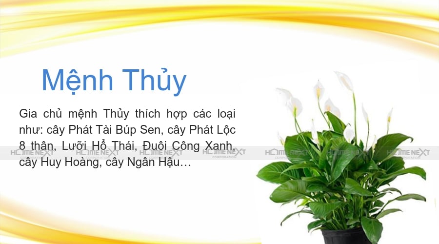 cây phong thủy cho mệnh Thủy