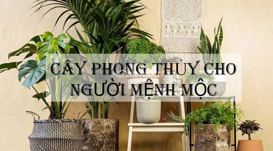 Những loại cây phong thủy