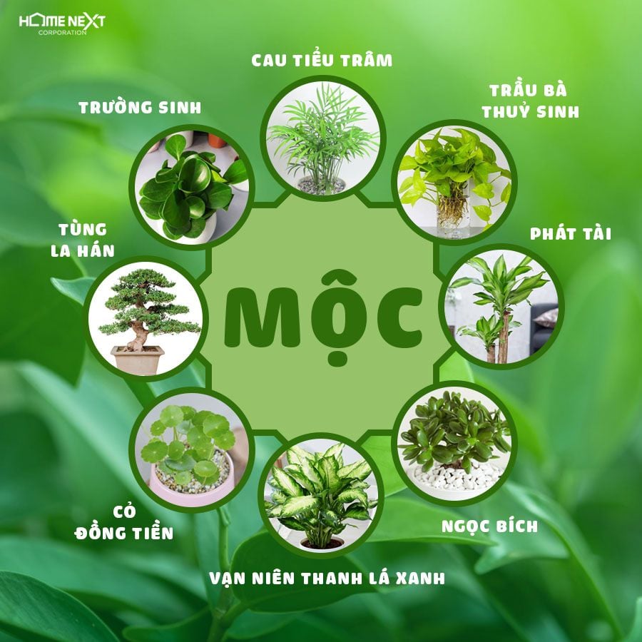 Một số loại cây cảnh mệnh Mộc