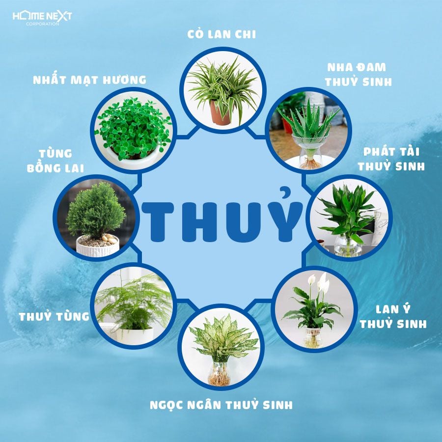 Một số loại cây thuộc mệnh Thuỷ