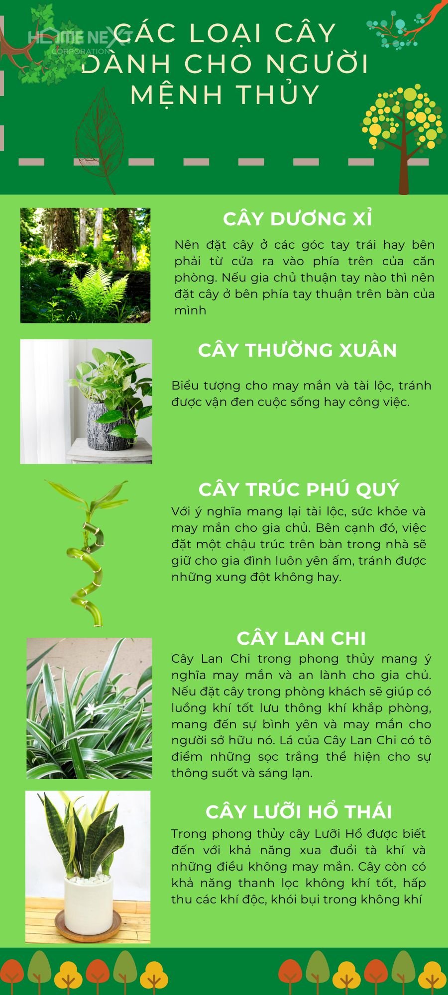 Những loại cây phong thủy cho người mệnh Thủy