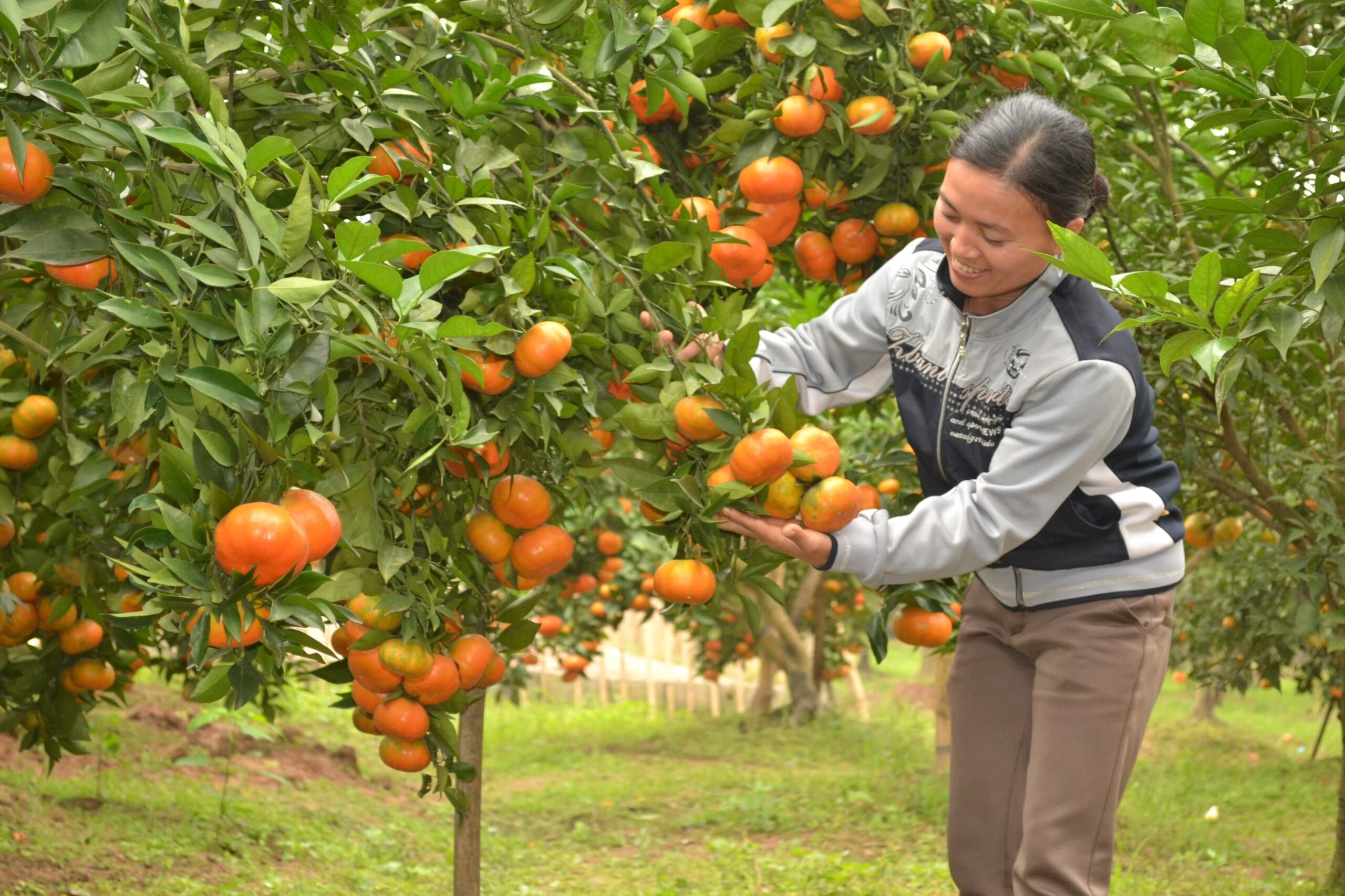 ý tưởng kinh doanh tết